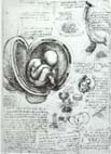Studies of Embryos