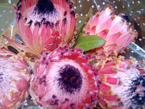 proteas