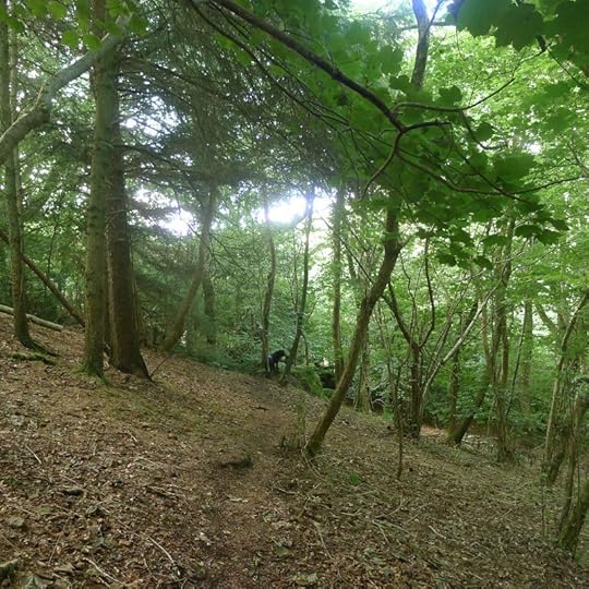 Woodland meditation 2