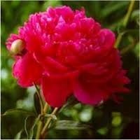 peony