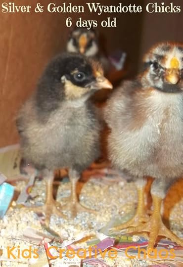 Silver and Golden Laced Wyandotte Chicks at 6 days old