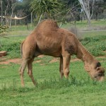 Dromedary