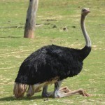 Emu