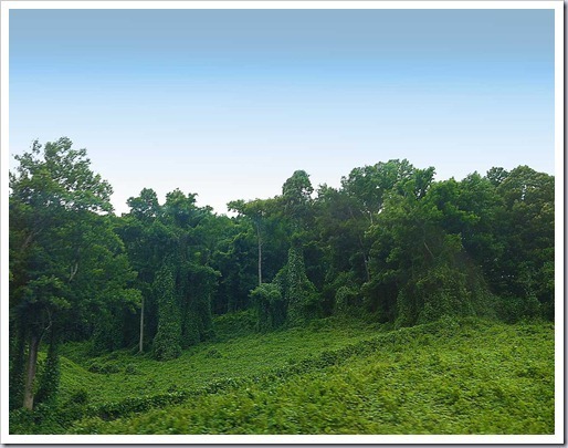 Kudzu-Sculpture-Route-75