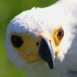 In search of the Matese Falcon #15 - African Fish Eagle, Malta Falconry Centre