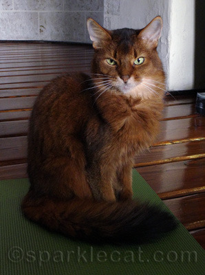Confession - sometimes I hold meetings on my Cat Yoga Mat