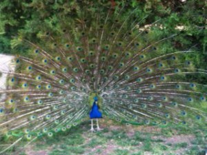Peacock