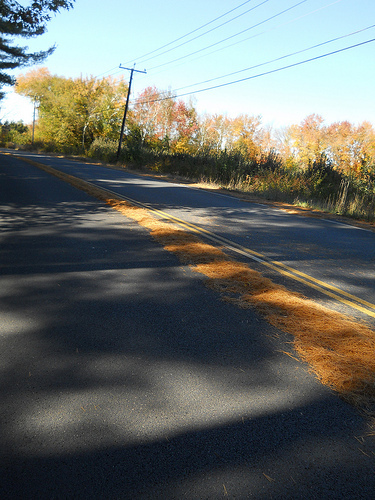 road's piney spine