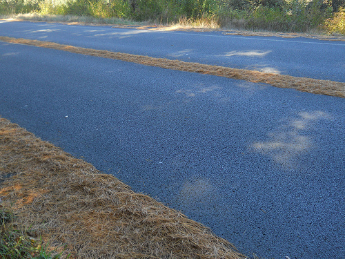 road's piney spine