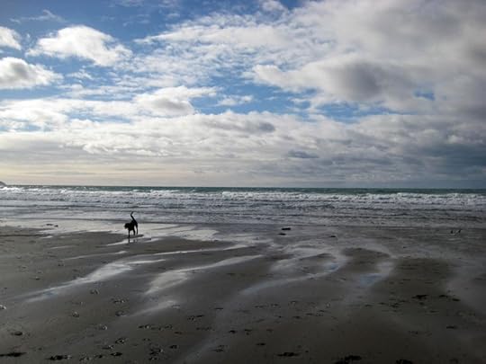 Tilly on the north Devon coast