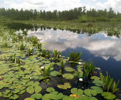 Chesser Prairie at Okefenokee Swamp