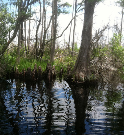 Okefenokee Swamp tannin-rich water and cypress trees