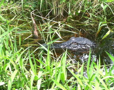 American alligators in Okefenokee Swamp