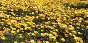 wildflowers
