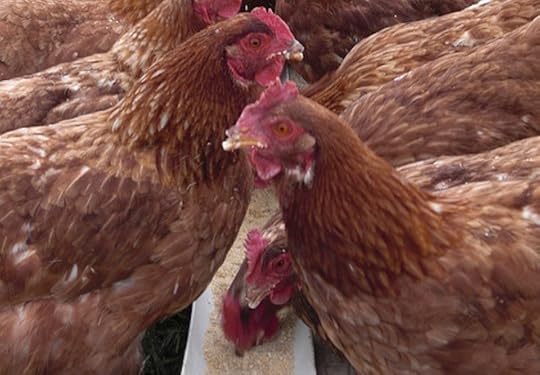 Antibiotic Use in Chickens: Responsible for Hundreds of Human Deaths?