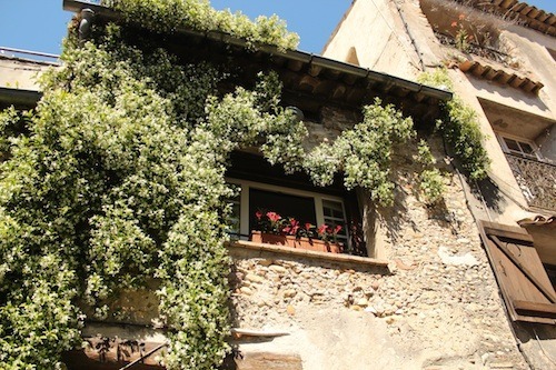 haut de cagnes jasmine