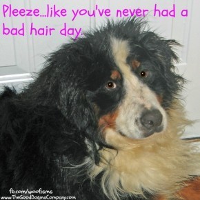 hairday06 11 08 0382 edited 1 290x290 Friday Funny funny dog blog