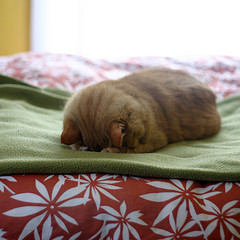 You can see your work as clearly as this cat can see your smiling face. (Picture by Alida Saxon)