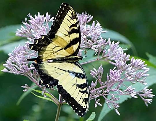 TigerSwallowtail