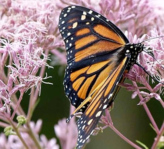 Monarch