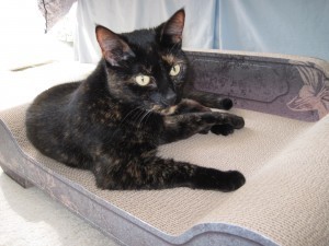 cat_scratch_lounge