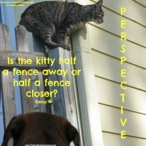 perspective2IMG 1581 290x290 Woofisms: Woofs of Wisdom© funny dog blog
