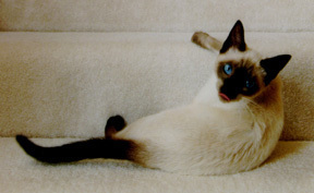 Seren-on-stairs kitten