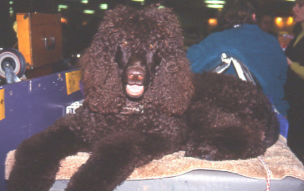 irish water spaniel