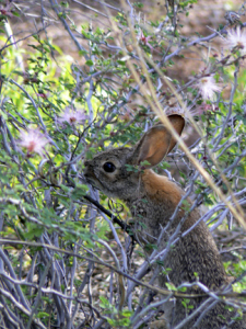 He spent a moment sizing me up, then returned to a more important task. ©2013 ANVidean