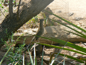 Roadrunner. If he catches you, you're through! ©2013 ANVidean