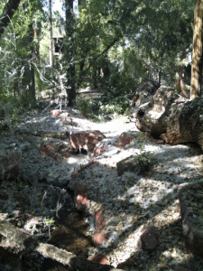 The Phoenix version of snow... cotton from the Cottonwood trees. ©2013 ANVidean