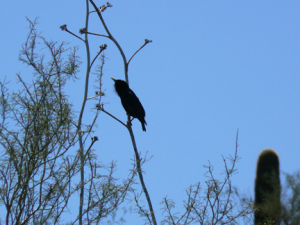 Beautiful songbirds grace the DBG. ©2013 ANVidean