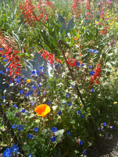 The wildflower trail at the DBG...perhaps my favorite destination in spring. @2103 ANVidean