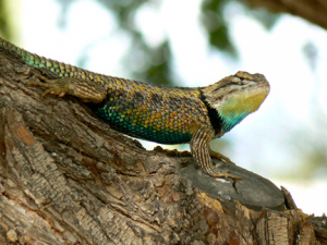 Lazy lizard wonders what I'm doing on his path. @2103 ANVidean