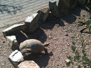 Not winning any races today, tortoise. @2103 ANVidean