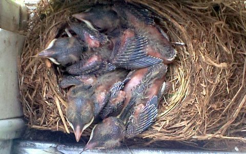 Four robins.jpg