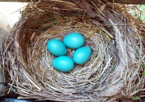 four eggs left.jpg