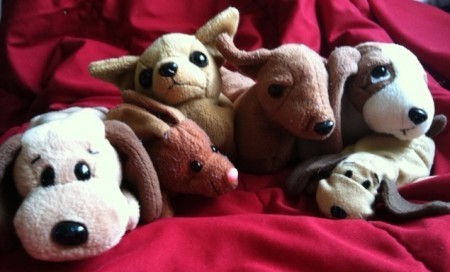 cutest brown dogs ever