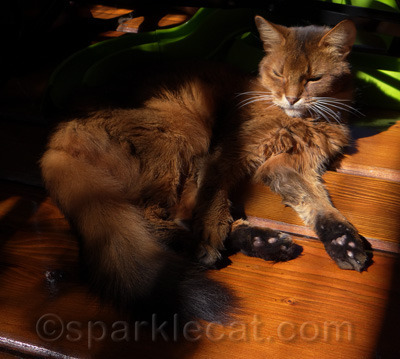 Do I look like a kitty who wants to be bothered? Didn't think so.