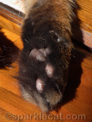 Yes, I have hairy paws. What of it?