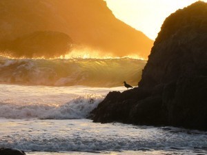 Wave breaking off of Bird Island