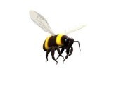 bee-one