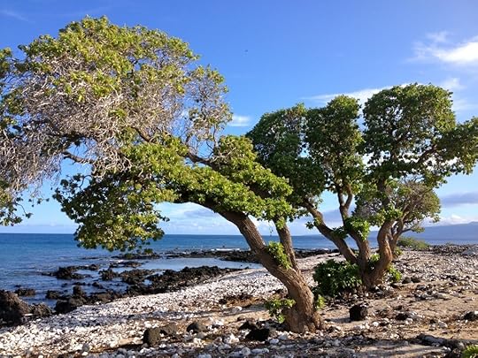 Turtle Point Heliotrope_7149