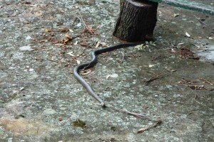 snake