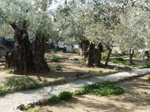 Israel 249