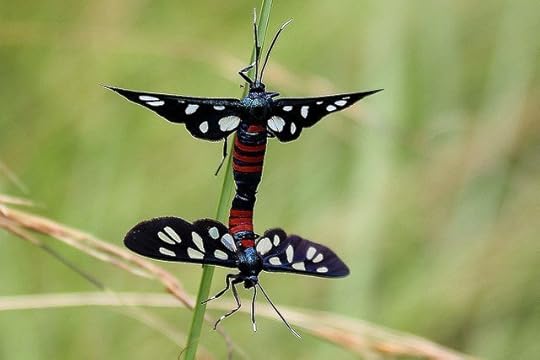 Moths do it. (Photo: Raiwen)