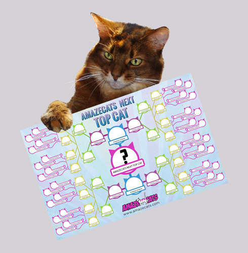 Who will be the AmazeCats Next Top Cat?