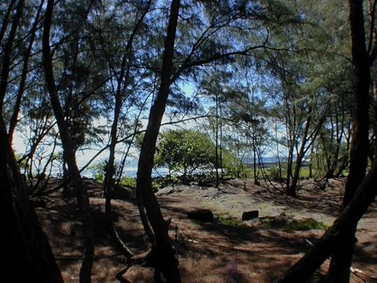 View of the Pacific oean from the cliffs of Maku'u Drive, through iron wood trees. Hawaiian Paradise Park, Big Island, Hawaii