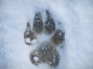 Perfect Pawprint