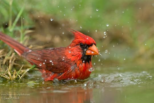 Northern Cardinal, photo by Jason Odell